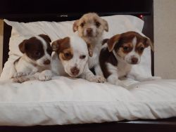Jack russell terrier mix puppies
