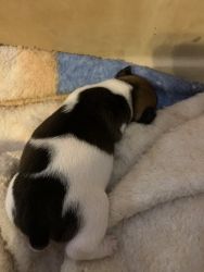 Two girls for boys jack Russell puppies
