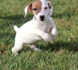 Jack Russell Puppies Available For Adoption