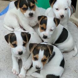 Jack Russel puppies for adoption