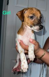Jack Russell Born in feb 9,2021