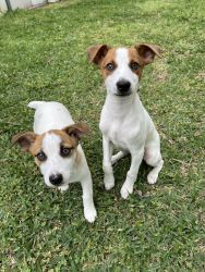 2 Jack Russell