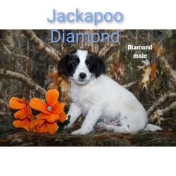 JACKAPOO puppy male on Herrick Rd Clare, Mi