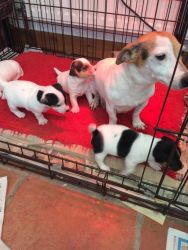 Healthy Jack Russell puppies.