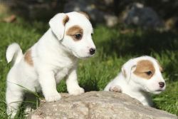 Jack Russell Terrier Puppies for sale