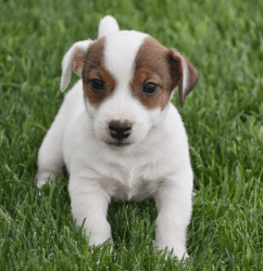 White & Tan Male Jack Russell Pup