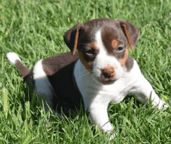 Chocolate & Apricot Female Jack Russell