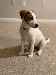 Seven month old Jack Russell terrier mixed breed