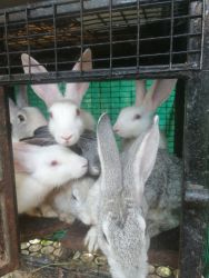 Rabbits and ginuea pigs for sale 12