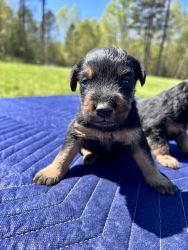6 Jagdterrier Puppies for Sale
