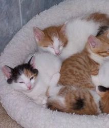 Japanese Bobtail Kittens