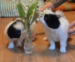 male and female Japanese Chin puppies