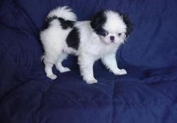 Japanese chin pups for rehoming