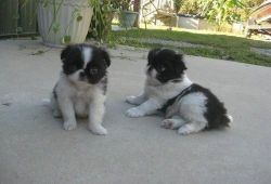 Pure breed Japanese chin Puppies
