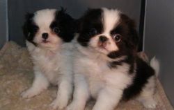 Pure breed Japanese chin Puppies