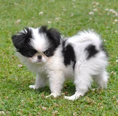Adorable Japanese Chin Puppies