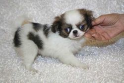 * tiny japanese chin puppy *