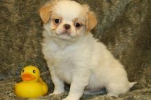 good temperament with everybody Japanese Chin Puppies