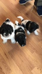 Jackapoo Puppys for Sale