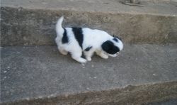 Japanese Chin puppies for sale