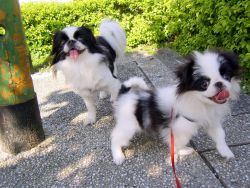 JAPANESE CHIN Pups