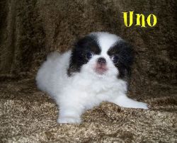 Japanese Chin Puppies Registered 3 Left!