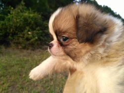 Cute Japanese chin puppies ready for rehome