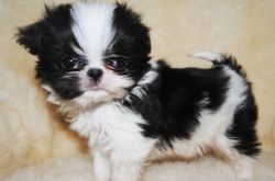 Male and female Japanese Chin Puppies