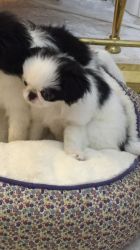 100%Charming Japanese Chin Puppies For Adoption