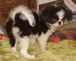 Male and female Japanese Chin Puppies