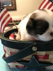 Japanese Chin Male Sable/White 
