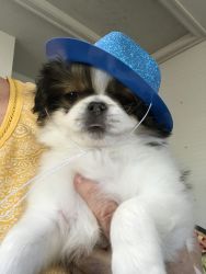 Japanese Chin Sable/White Male 