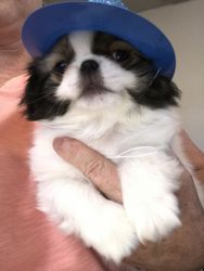 Sable/White Japanese Chin Male 