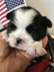 Japanese Chin “Oliver”
