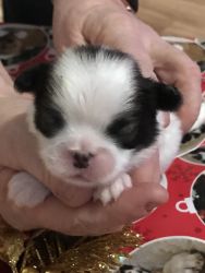 Japanese chin Male Sable/White 