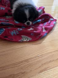 Japanese chin puppy for sale