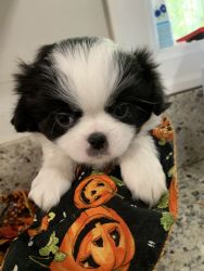 Japanese Chin Male Ozzy