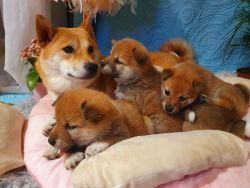 Japanese Shiba inu puppies for sale