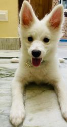 Japanese spitz 9 month old ..pure white