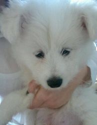 All White Male & Female Japanese Spitz Puppies