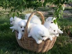 Pedigree Gleaming White Japanese Spitz Puppies