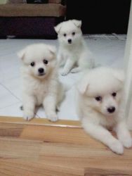 quality japanese spitz puppies for sale