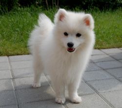 Akc Lovely japanese spitz puppies.