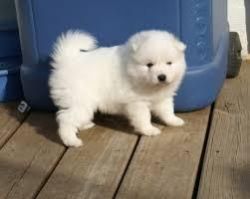 Japanese Spitz puppies for sale