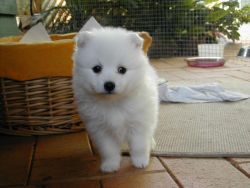 Japanese Spitz Puppies For Sale $500