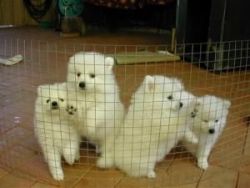 Cute Japanese Spitz puppies