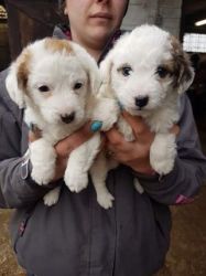 Jackadoodle Puppies For Sale