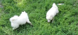 KC Registered Japanese Spitz puppies. 2 girls and 1 boy available. Mic