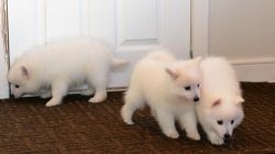 KC Registered Japanese Spitz puppies. 2 girls and 1 boy available. Mic
