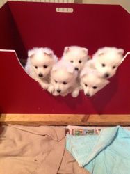 Japanese Spitz -puppies,8weeks Old